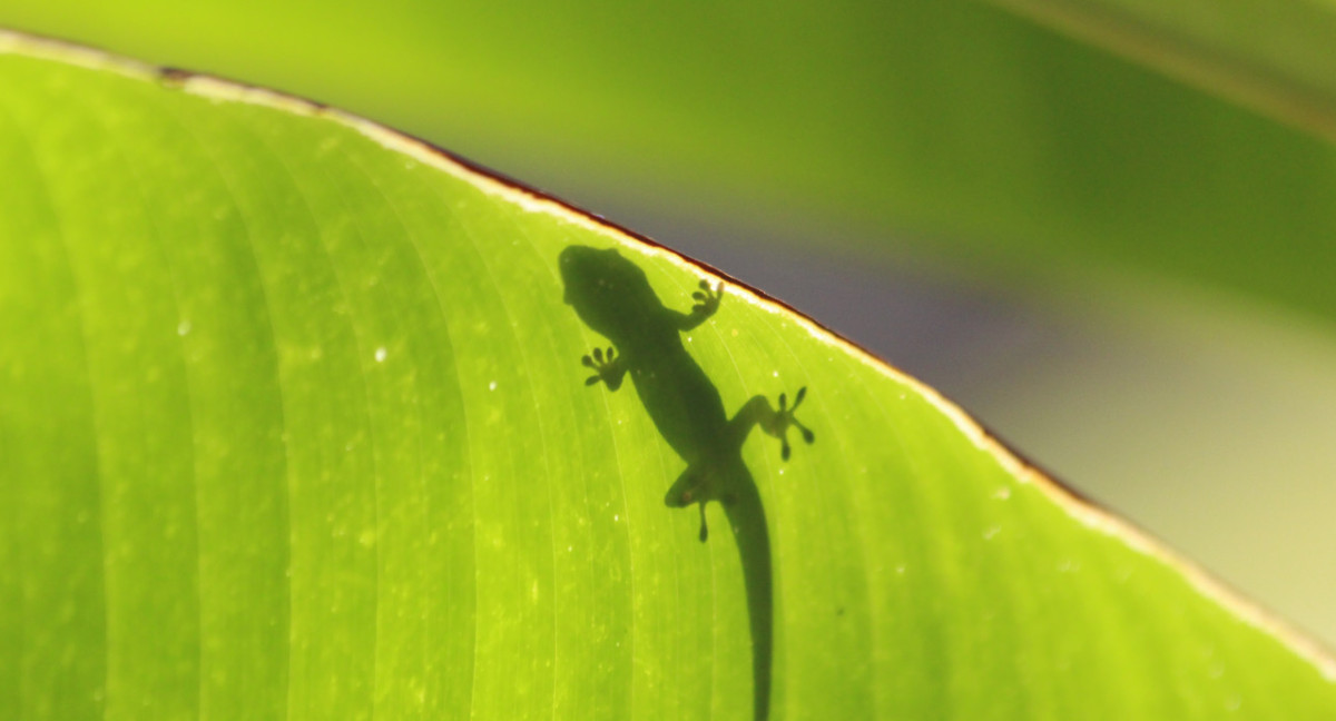 815 nuevas especies descubiertas en 2023. Foto: Unsplash.