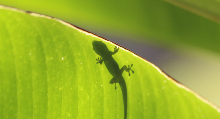 815 nuevas especies descubiertas en 2023. Foto: Unsplash.