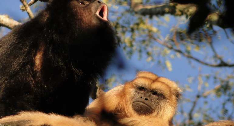 Primates. Foto: Télam.