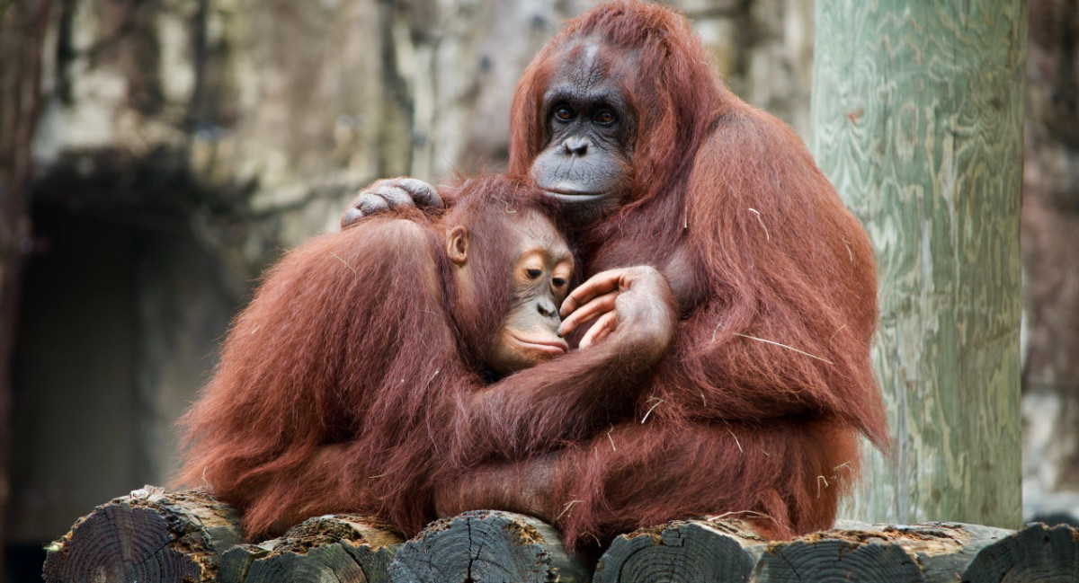 Primates. Foto: Unsplash.