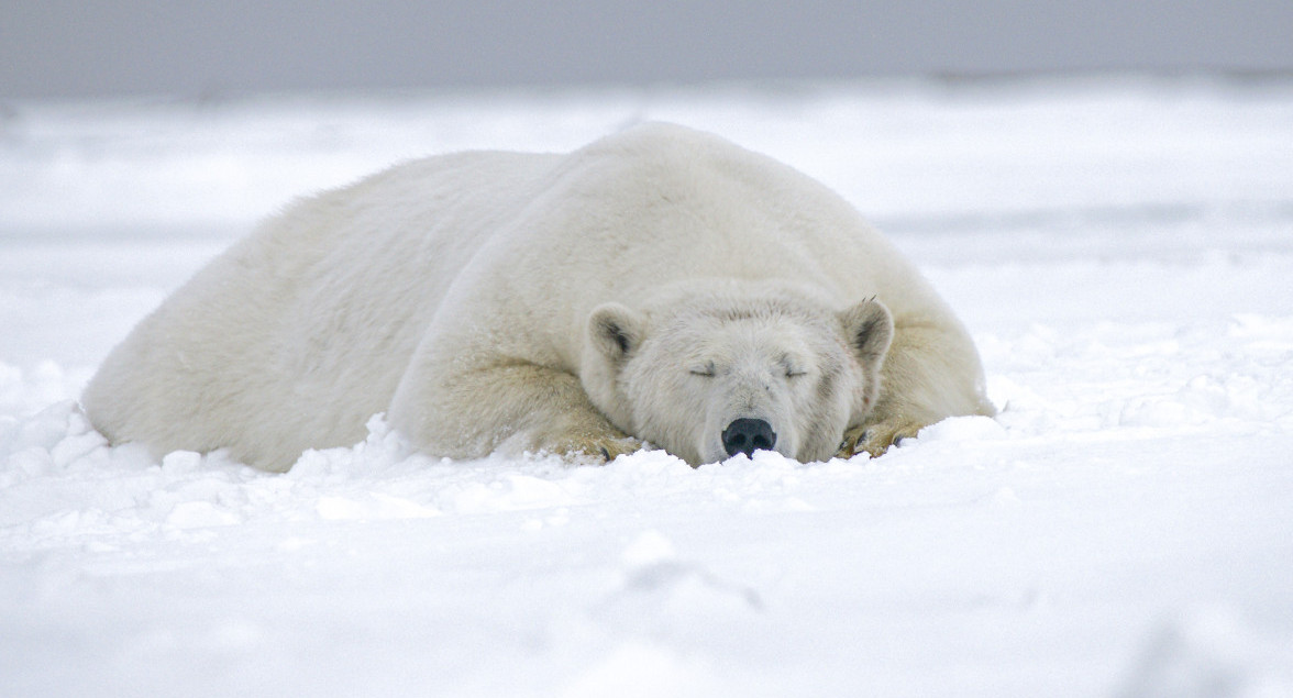 Oso polar. Foto: Unsplash