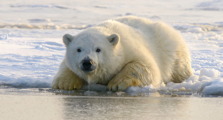 Oso polar. Foto: Unsplash