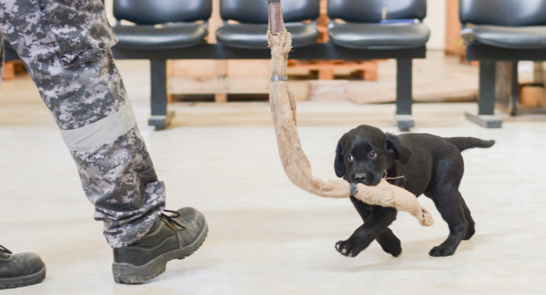 Cachorros de la Aduana comenzaron con actividades de entrenamiento. Foto: AFIP