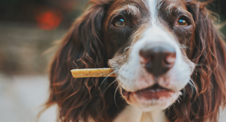 Perros, mascotas, animales, alimento. Foto: Unsplash