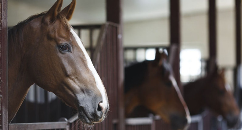 Encefalitis equina. Foto: Télam.