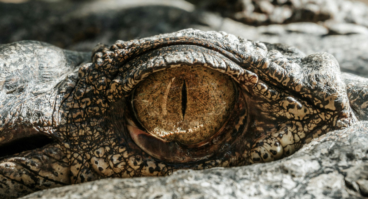 Reptil, cocodrilo, animales. Foto: Unsplash