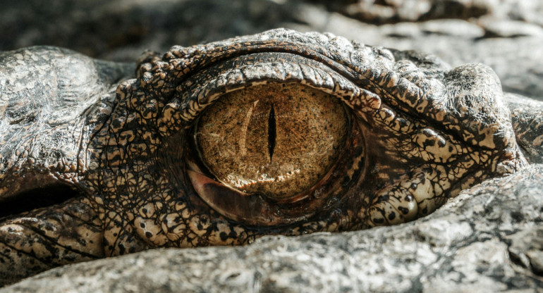 Reptil, cocodrilo, animales. Foto: Unsplash