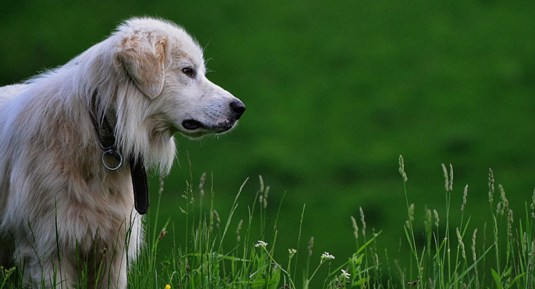 Perros. Foto: Unsplash