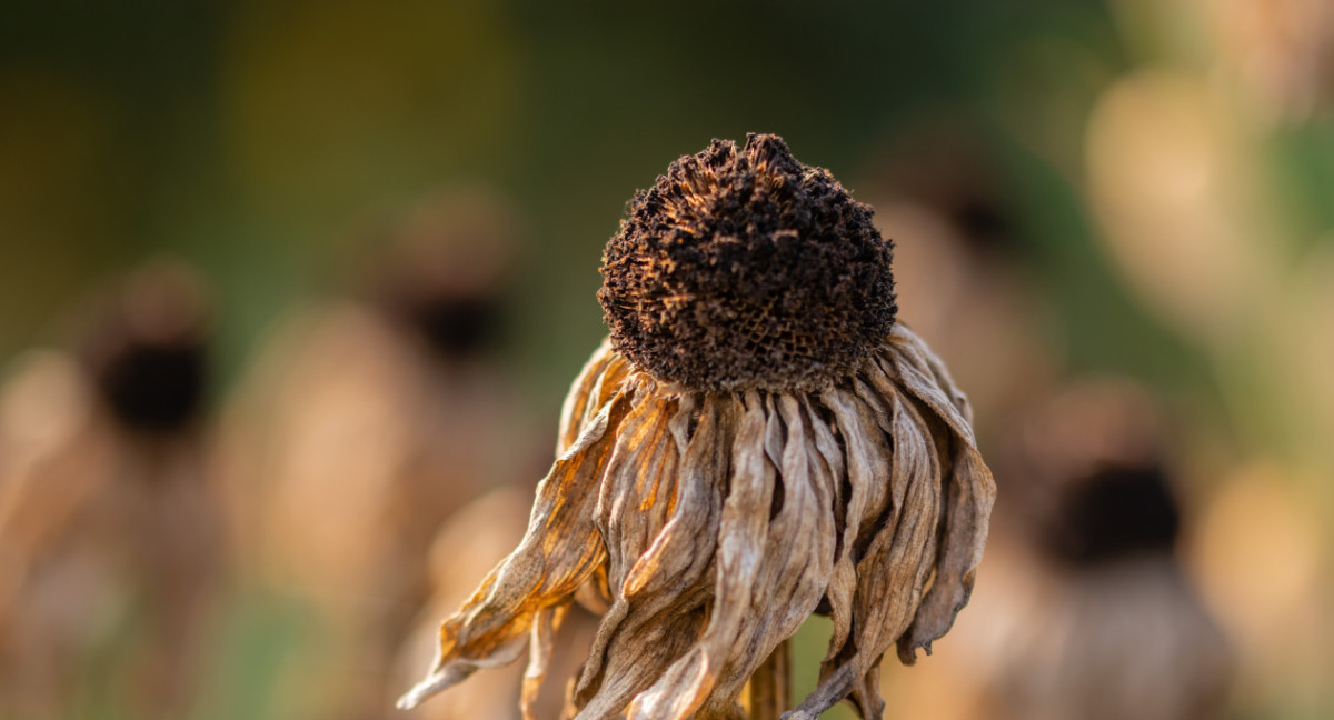 Calentamiento global. Foto: Unsplash