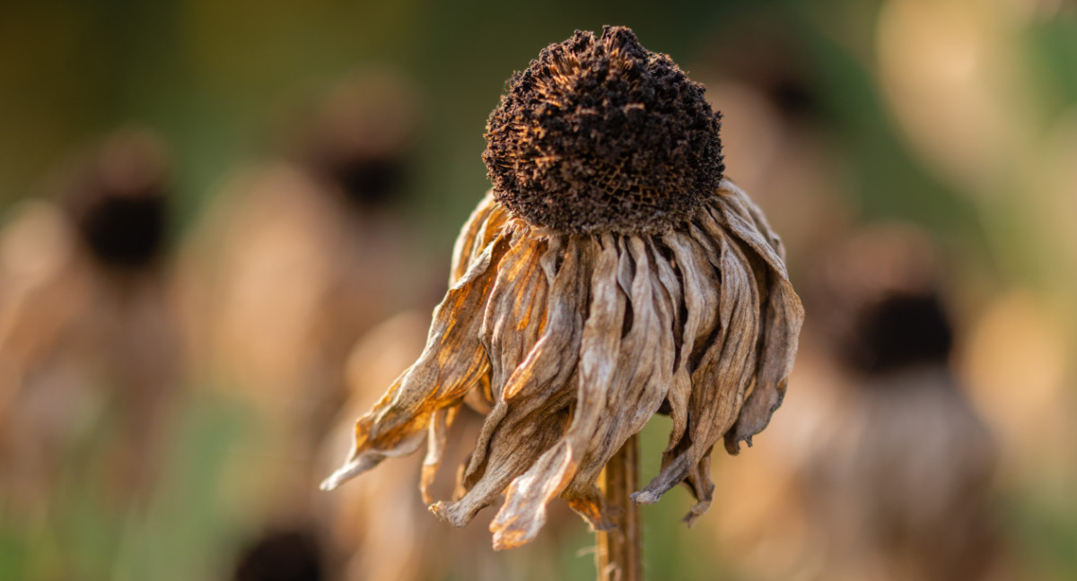 Calentamiento global. Foto: Unsplash