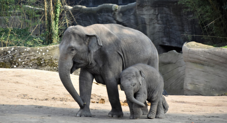 Elefante. Foto Unsplash.