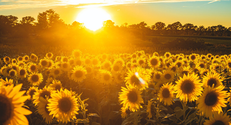 Girasoles, plantas, flores, naturaleza. Foto: Unsplash