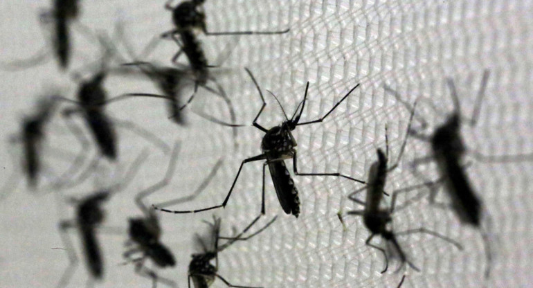 Dengue. Foto: Reuters.