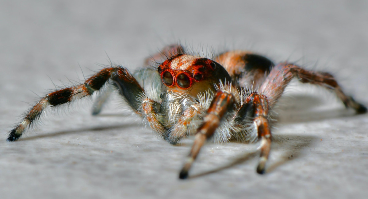 Araña. Foto: Unsplash