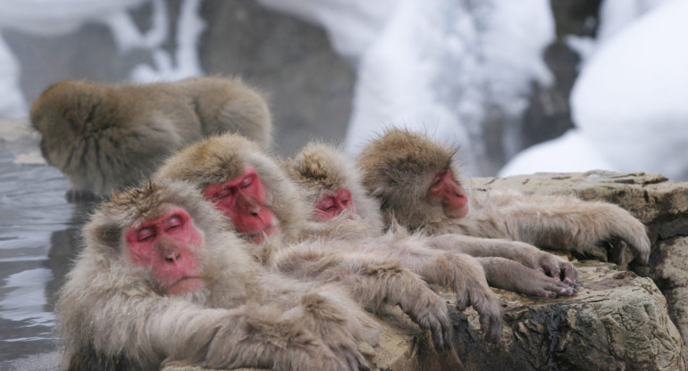 Macacos japoneses. Foto: EFE