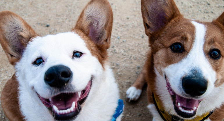 Perros. Foto Unsplash.