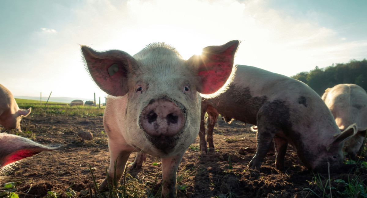 Animales, chanchos. Foto: Unsplash