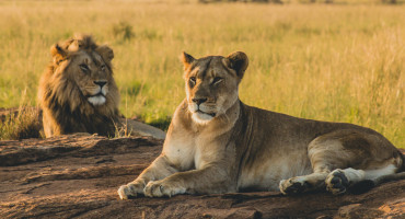 Leon, animales, naturaleza. Foto: Unsplash