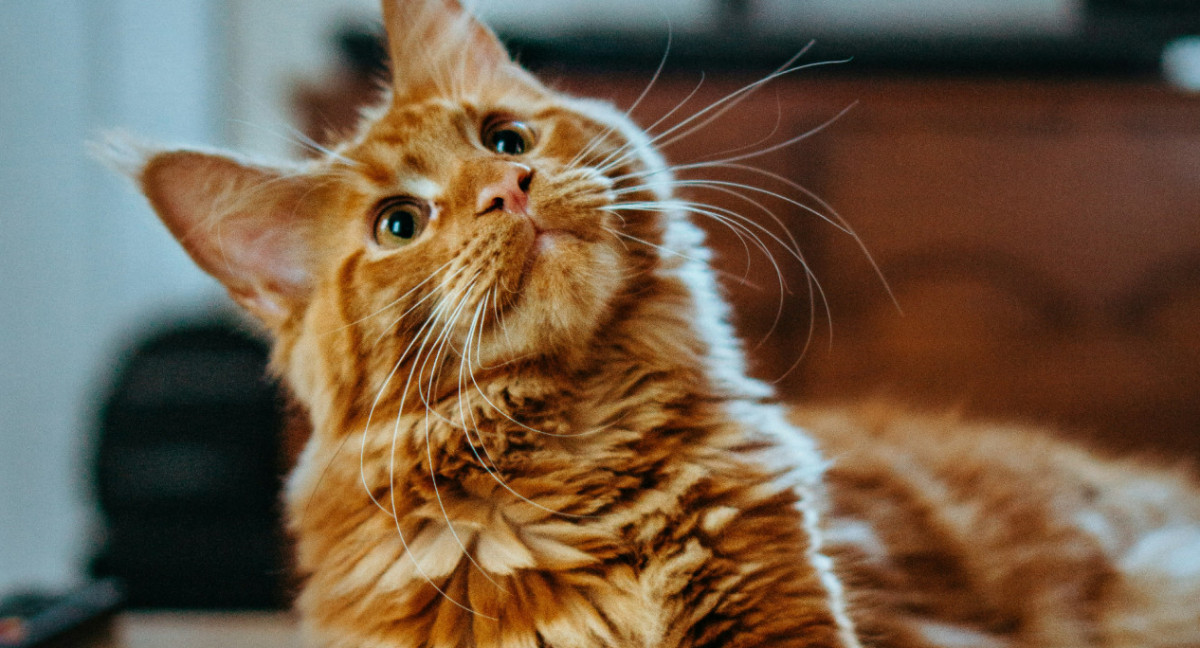 Gatos. Foto: Unsplash.