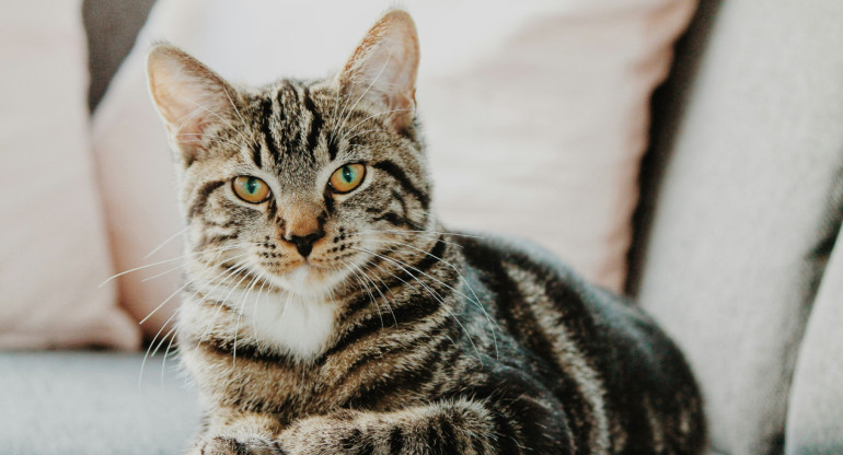 Gatos. Foto: Unsplash.