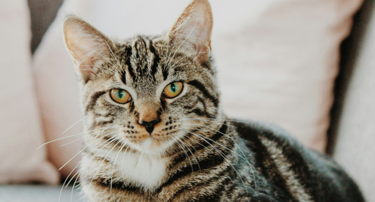 Gatos. Foto: Unsplash.