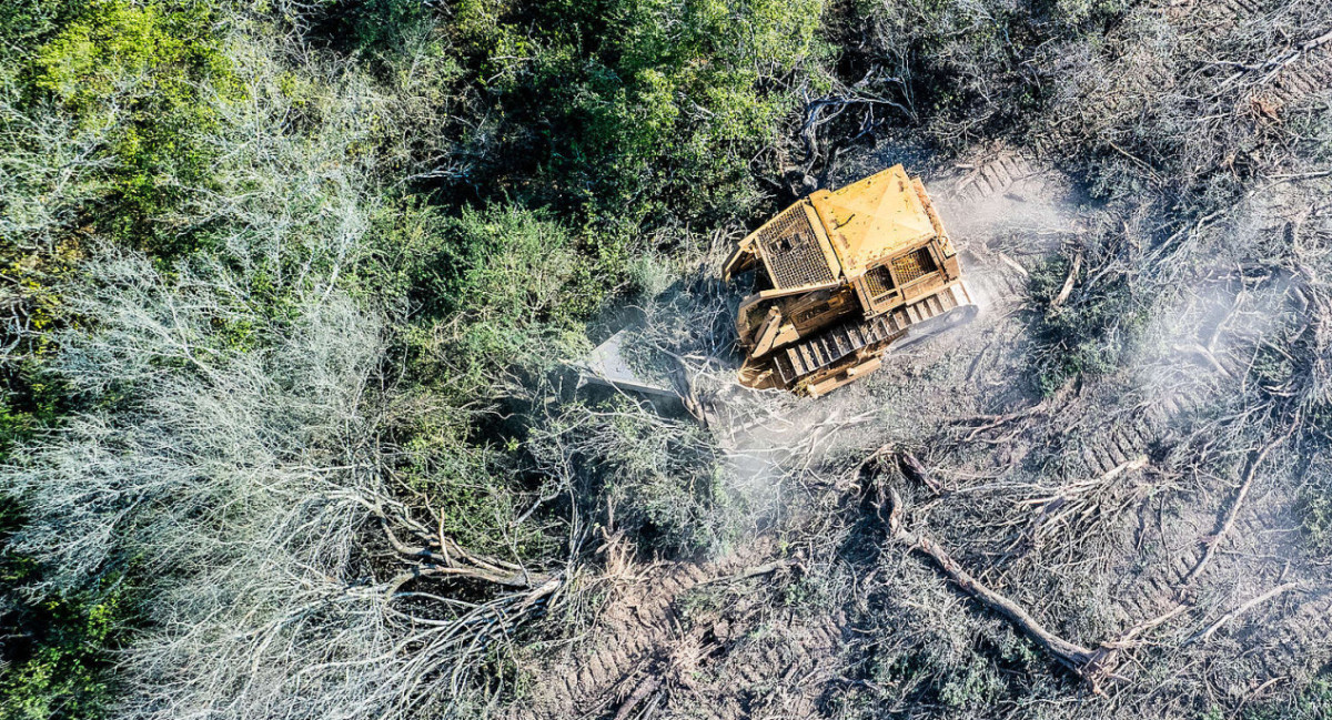 Deforestación en el norte de Argentina. Foto: Gentileza Greenpeace.