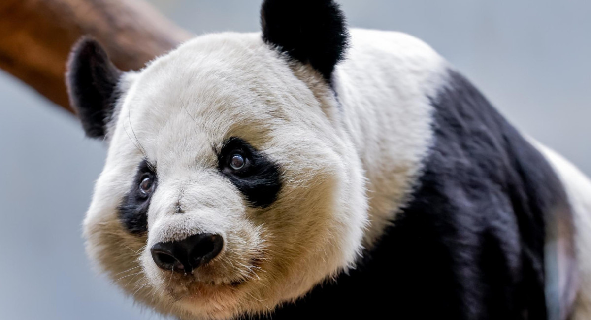 Panda. Foto: EFE.