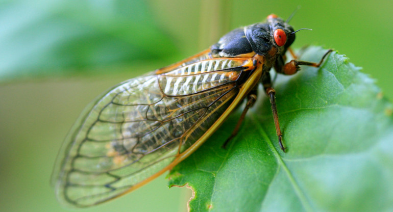 Cigarras. Foto: Unsplash.