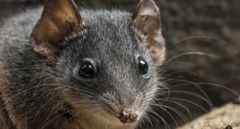 Los marsupiales se caracterizan por tener una bolsa para llevar a las crías dentro. Foto: Queensland University