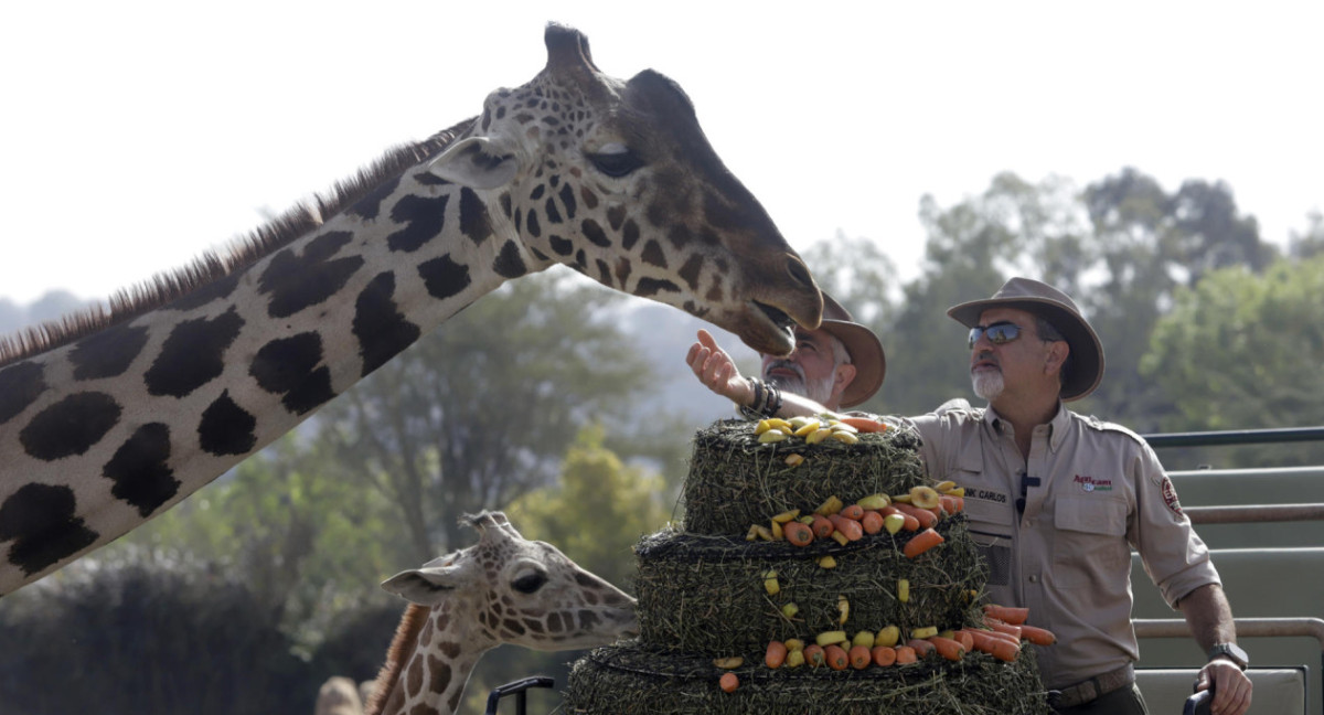 Jirafa Benito, México. Foto: EFE