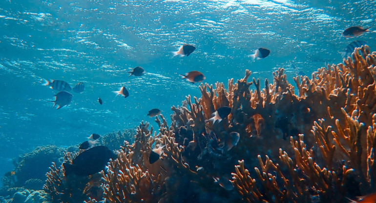 Océano, mar, agua. Foto: Unsplash