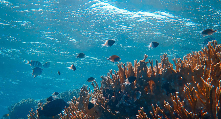 Océano, mar, agua. Foto: Unsplash