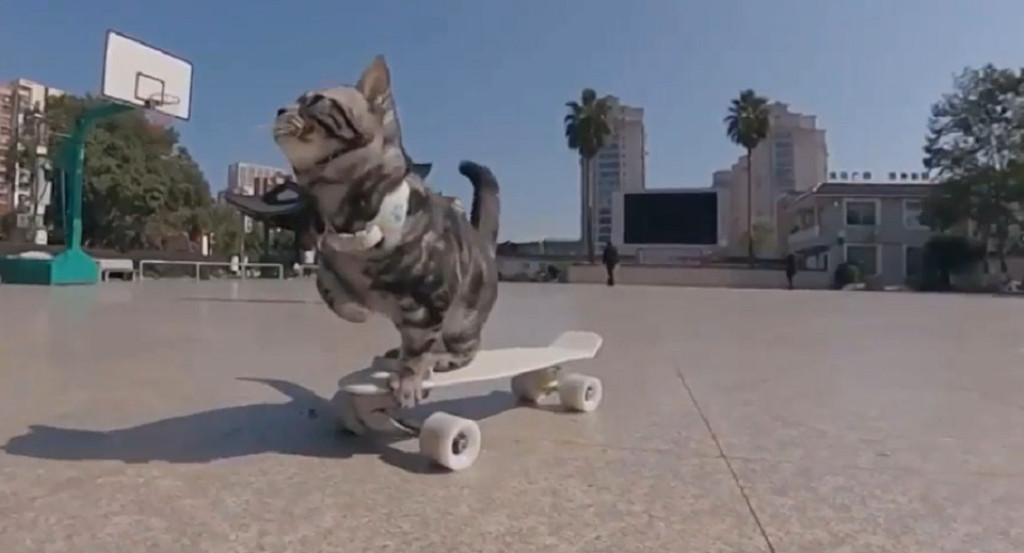 Gatito en patineta. Foto: captura Viory.