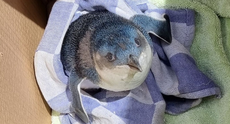 Pingüino en el aeropuerto de Nueva Zelanda. Foto Instagram @wellingtonairport.