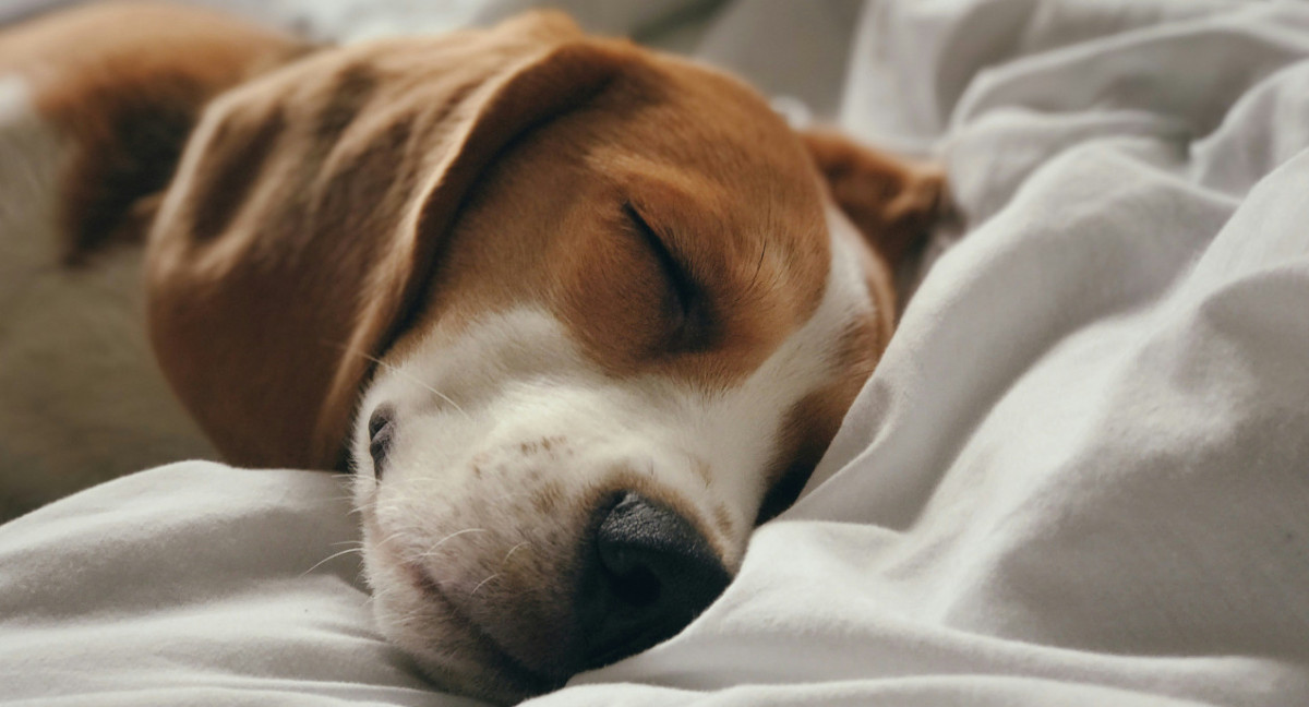 Perros, mascotas, animales. Foto: Unsplash