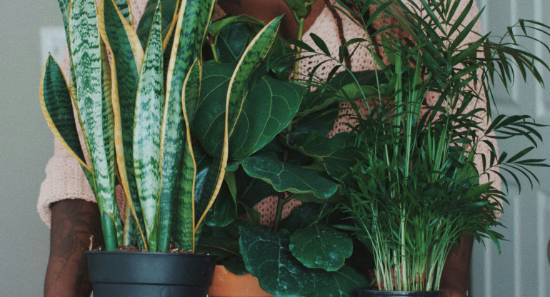 Plantas, naturaleza, decoración. Foto: Unsplash