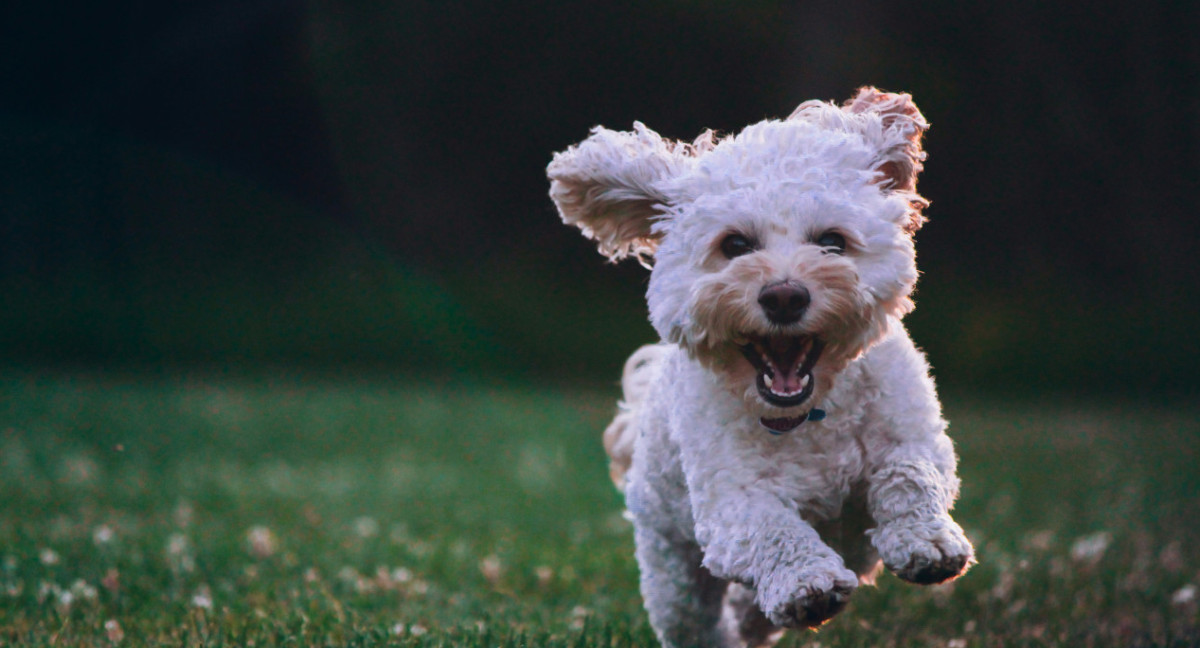 Perro. Foto Unsplash.