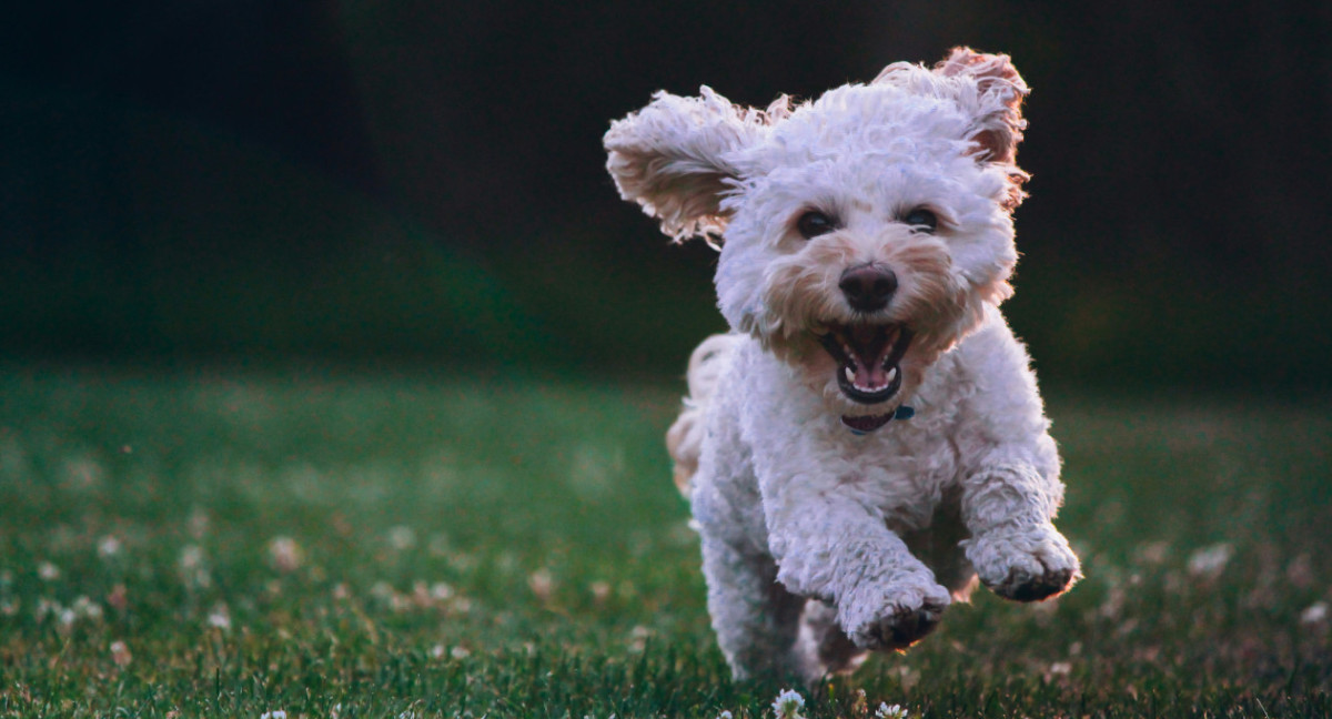 Perro. Foto Unsplash.