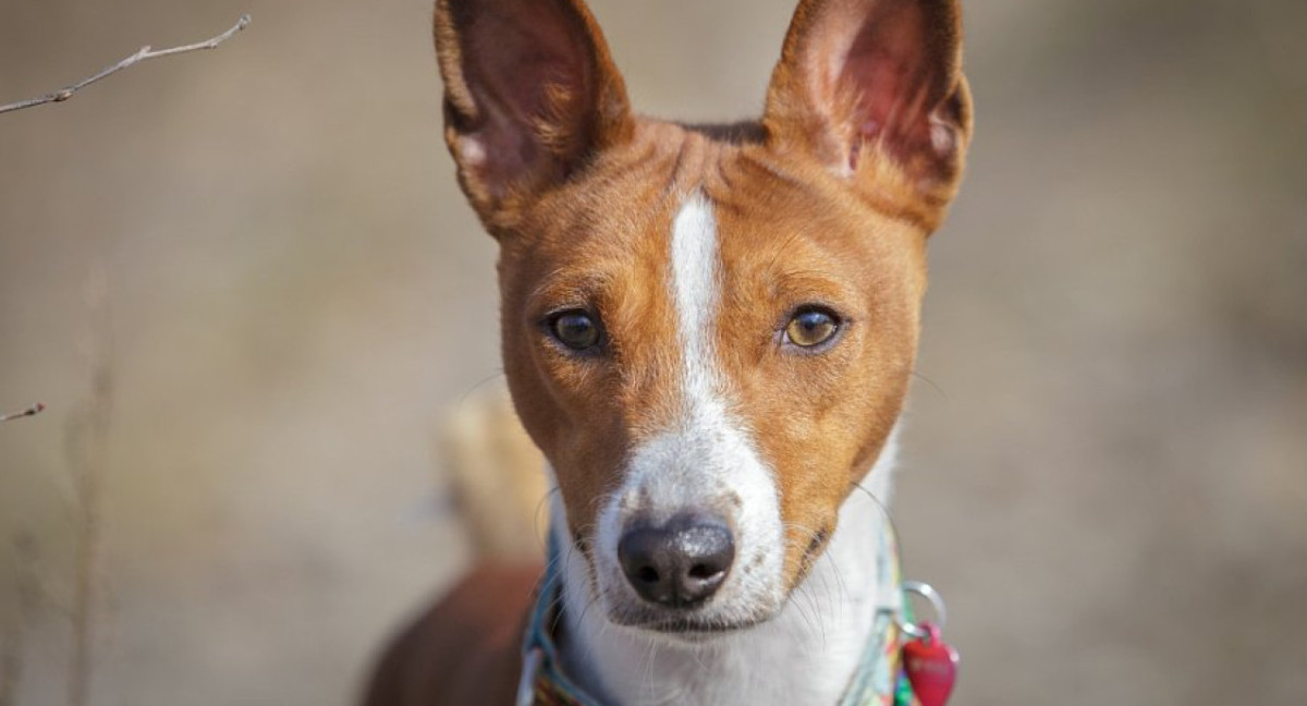 Raza Basenji. Foto: X