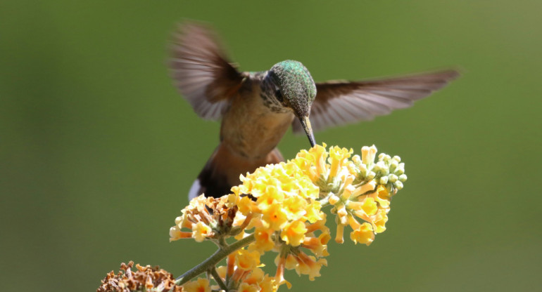 Colibrí. Foto Unsplash.