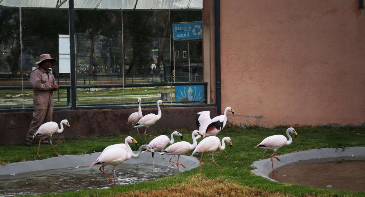 Flamencos, Bolivia. Foto: EFE