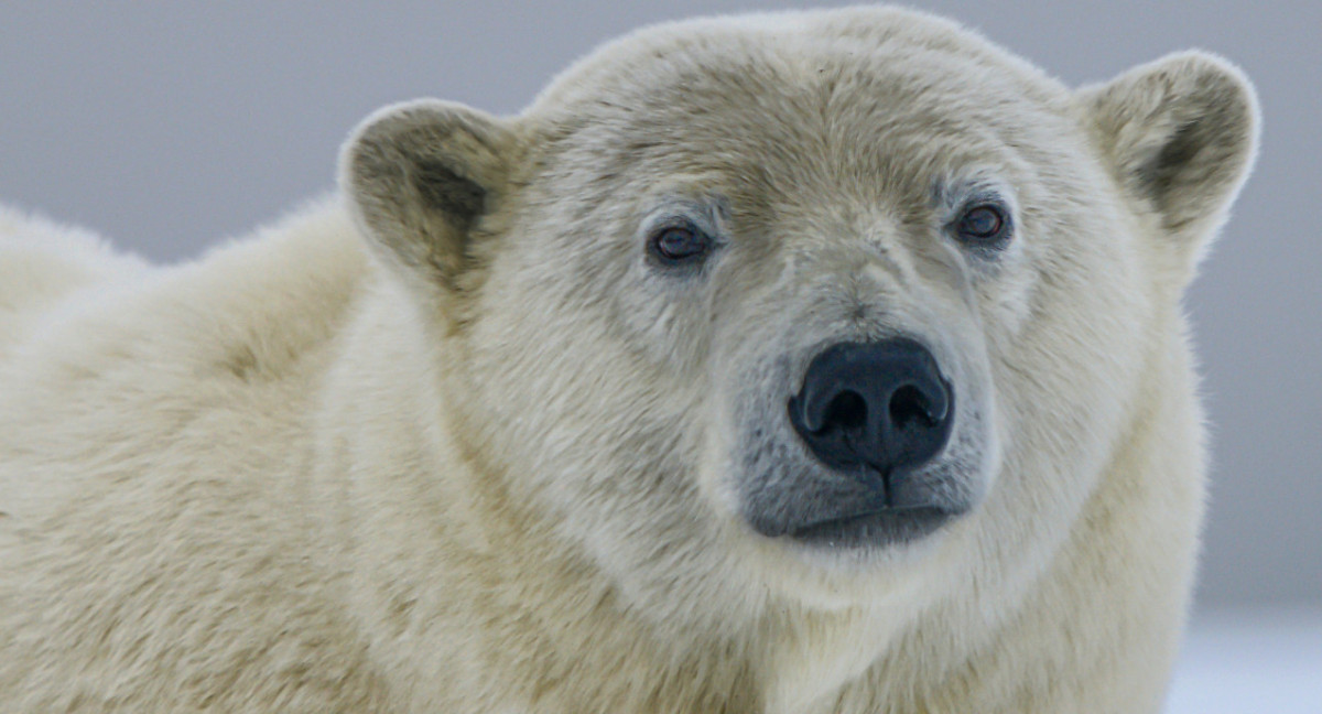 Oso polar. Foto: Unsplash.