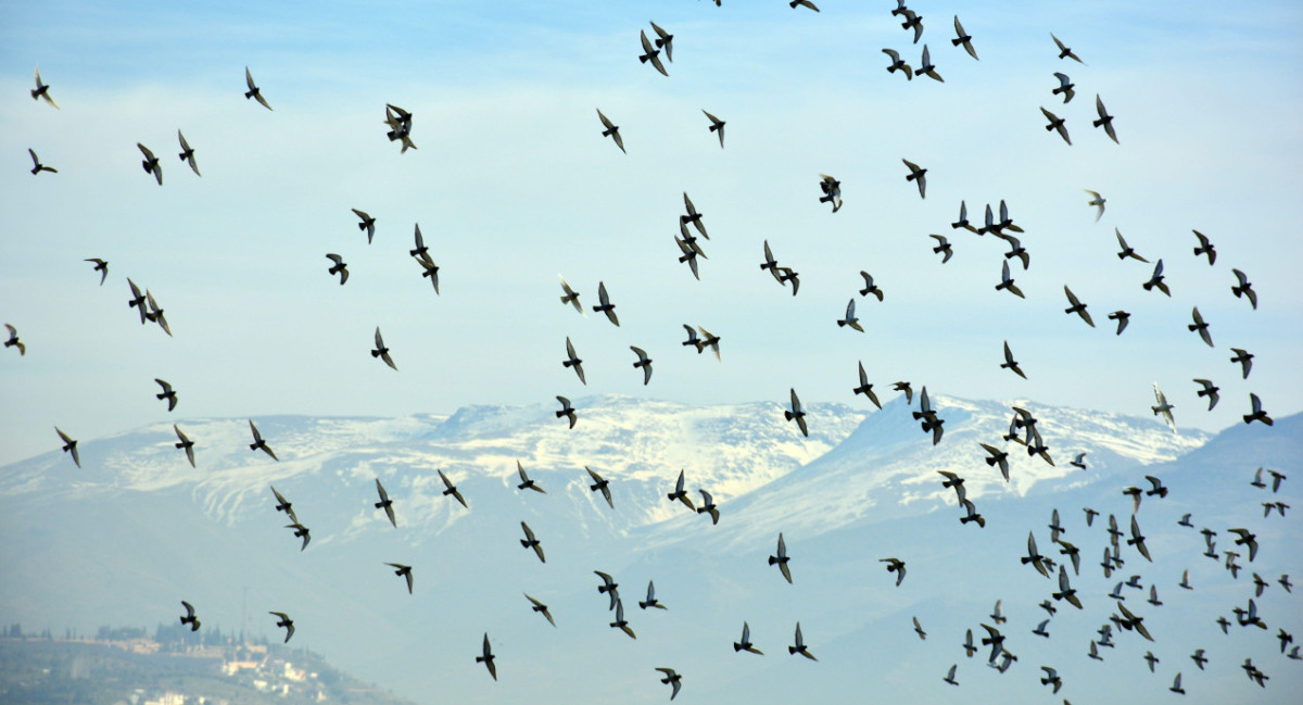 Plagas de palomas urbanas en Bruselas. Foto Alamy.