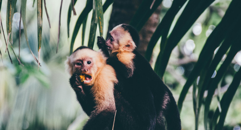 Monos. Foto: Unsplash.