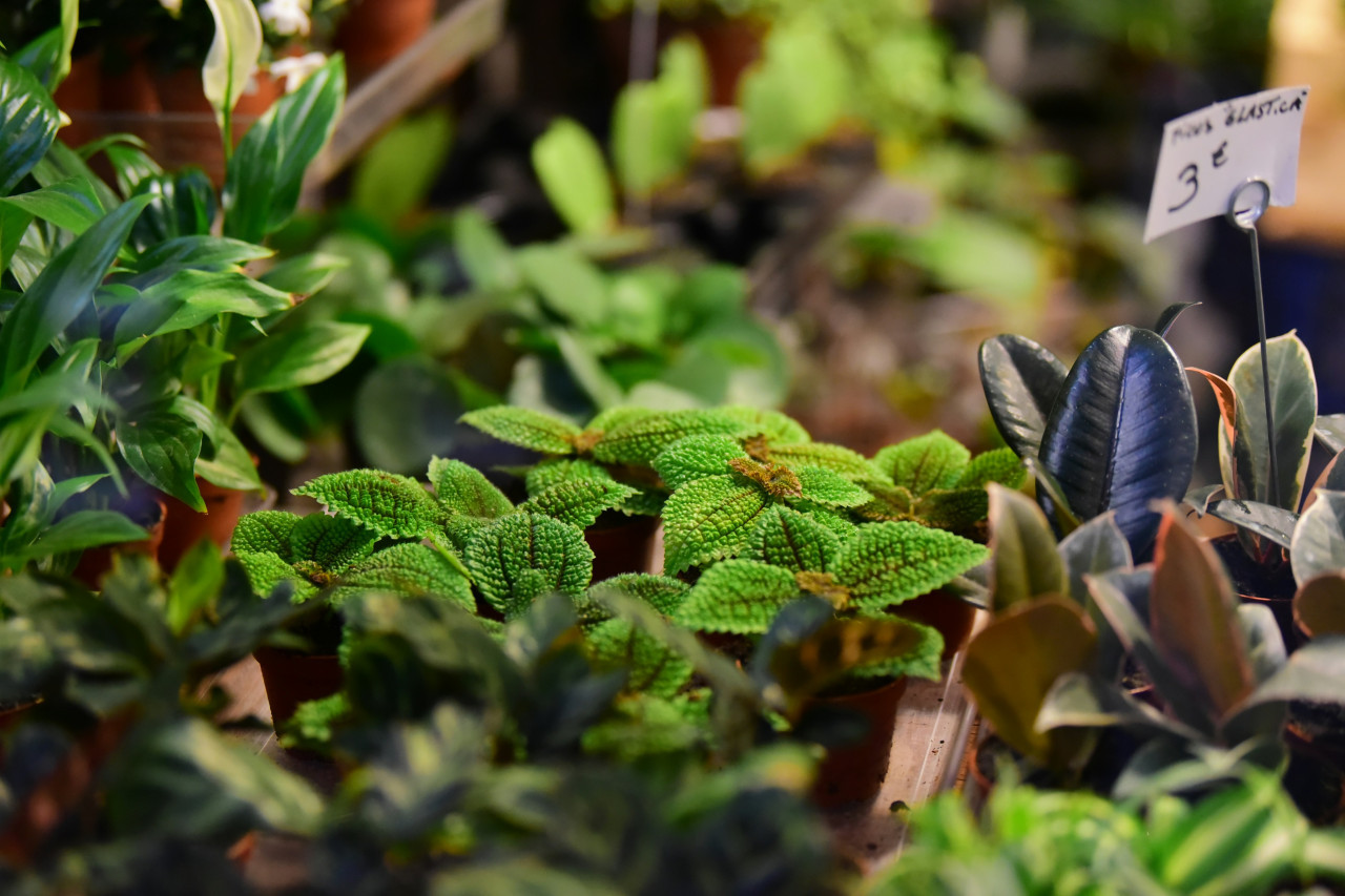 Hierbas, té, infusión. Foto: Unsplash