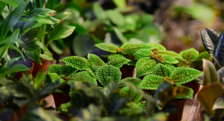 Hierbas, té, infusión. Foto: Unsplash