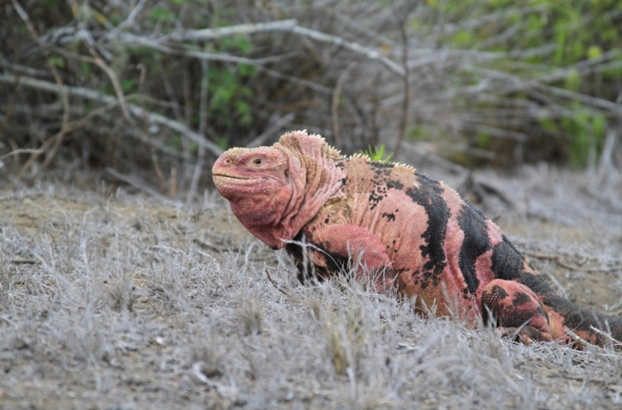 Iguana rosada de Galápagos. Foto: Instagram @charlesdarwinfoundation