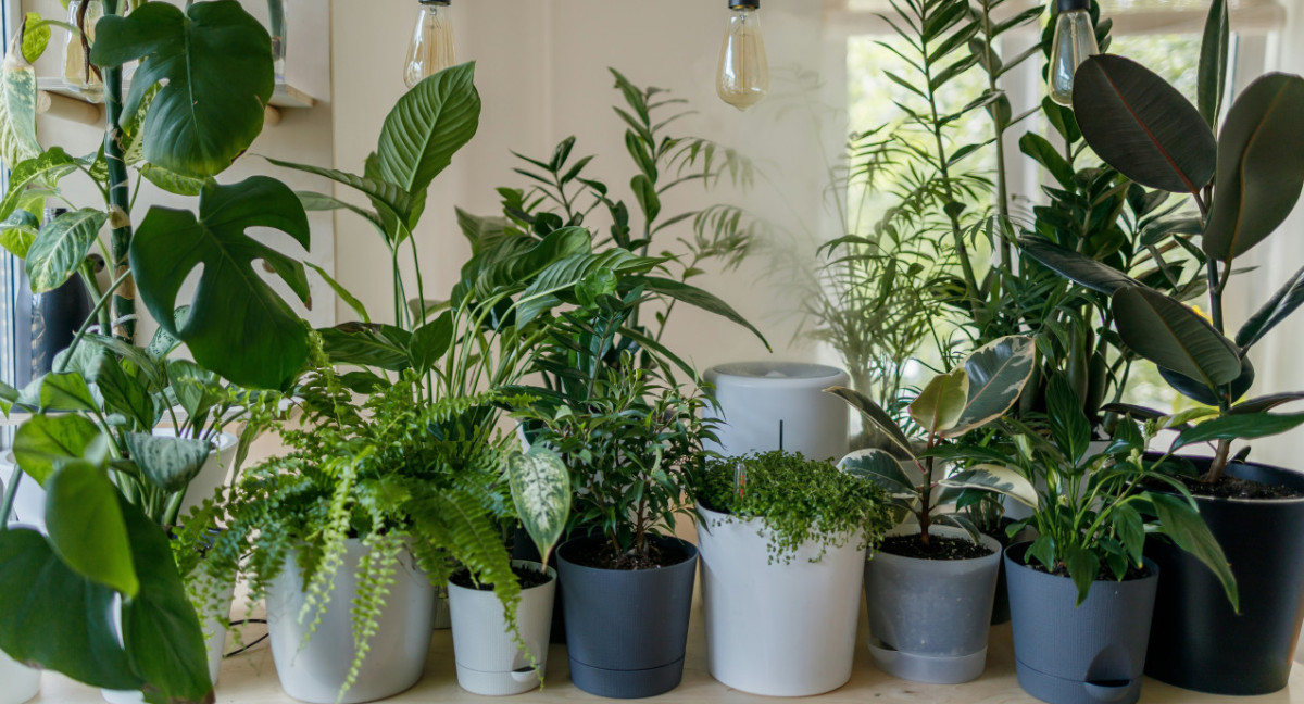 Plantas, naturaleza, decoración. Foto: Unsplash