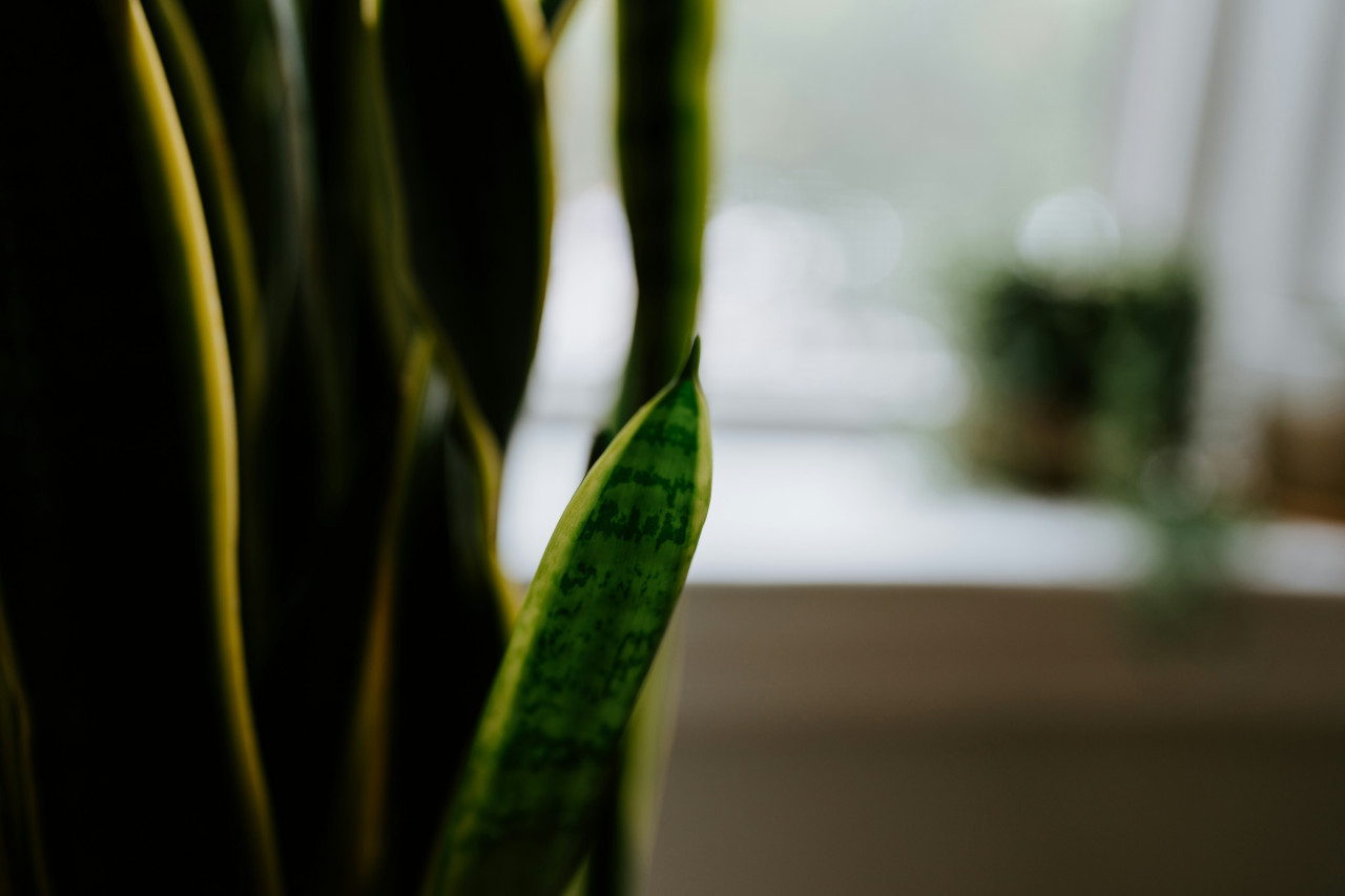 Lengua de suegra. Foto: Unsplash