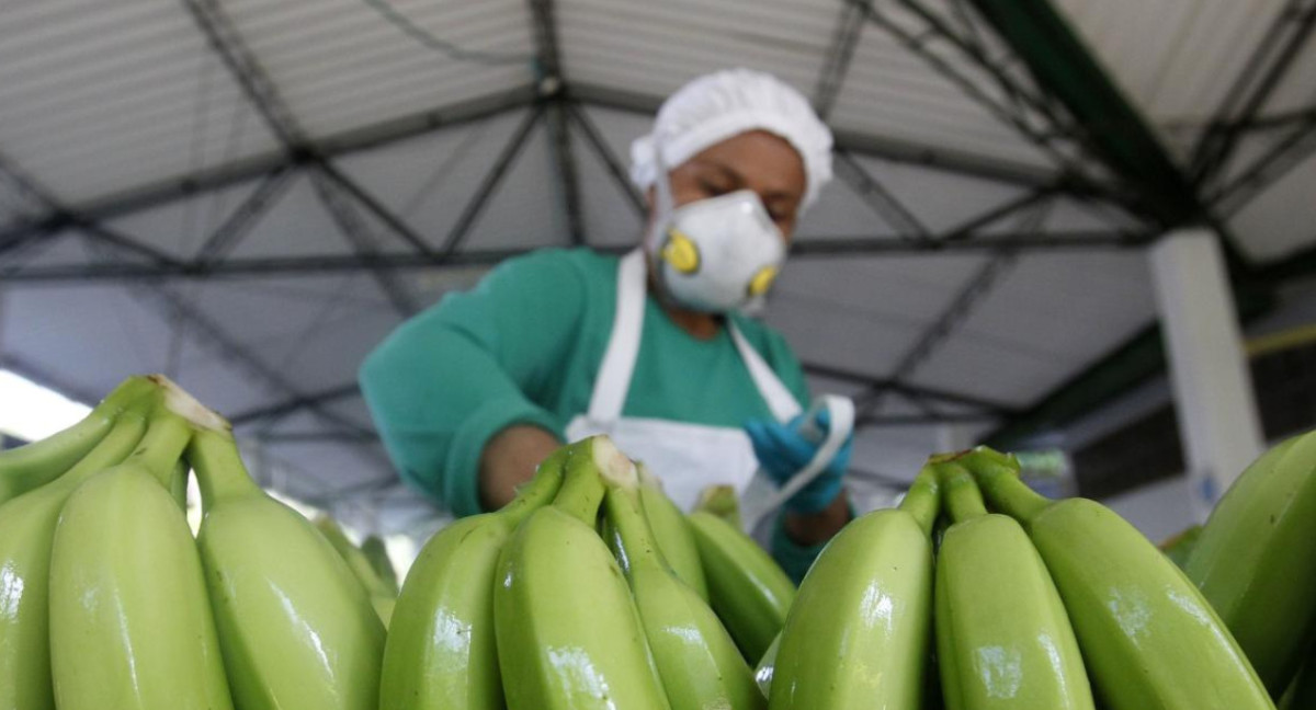 Exportación de bananas en Ecuador. Foto: EFE